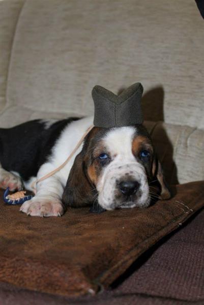 Basset-Hound---baset