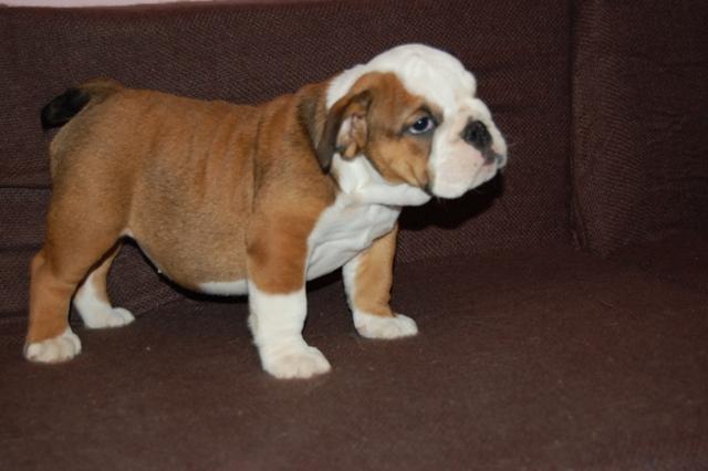 Engleski buldog, zensko stene