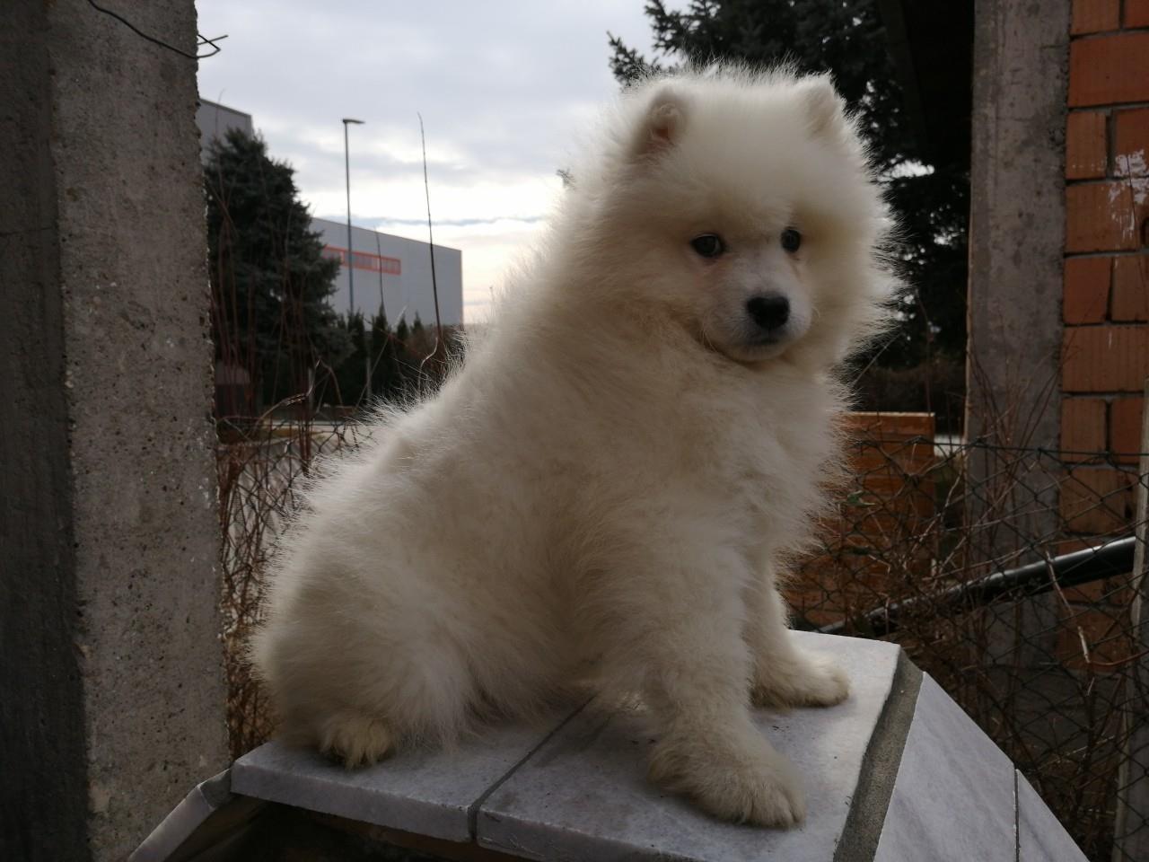 Sibirski-samojed-štenci