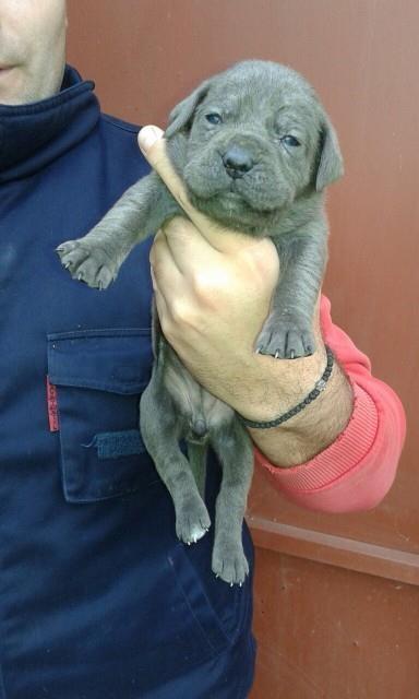 Cane-Corso-sivi-stenci