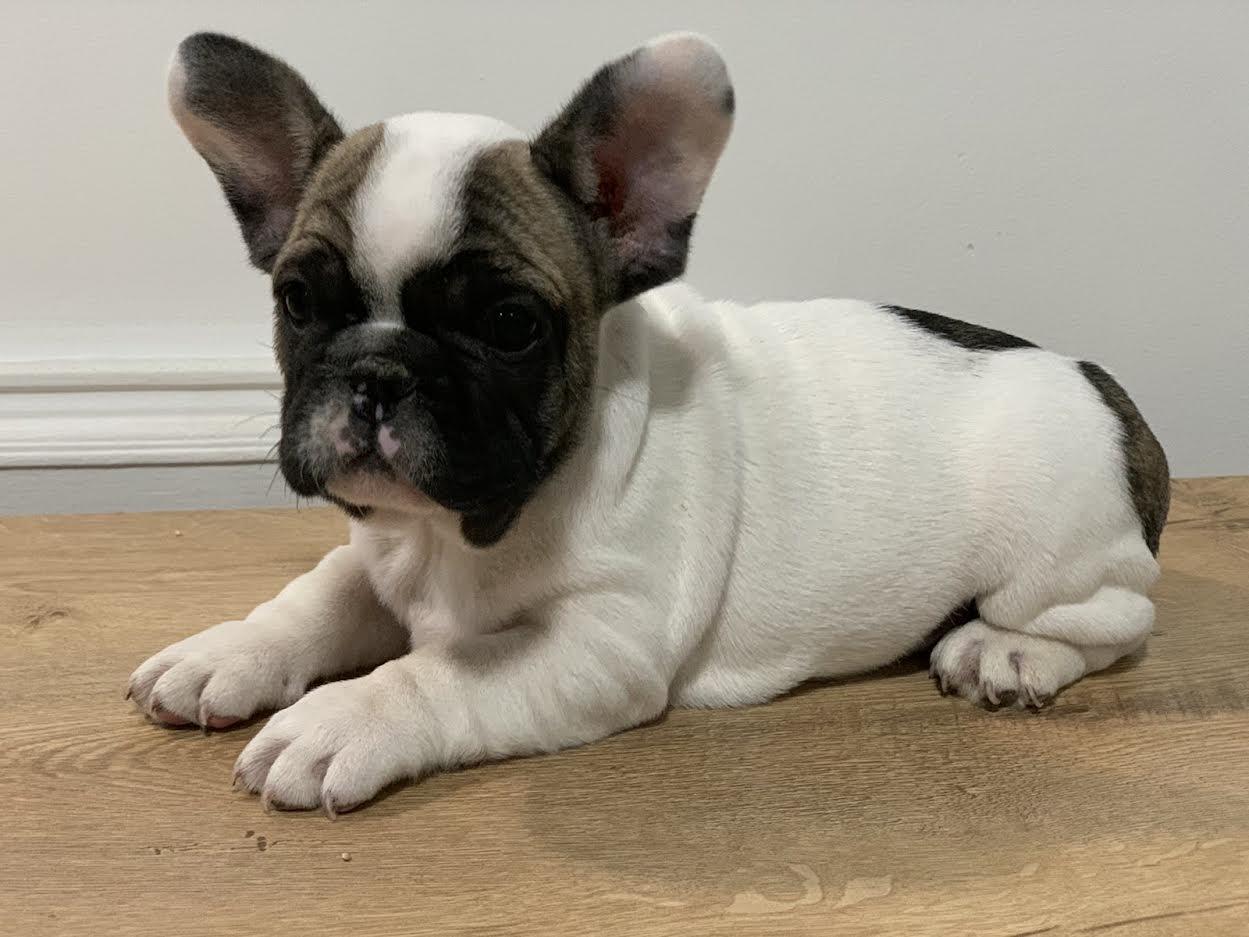 Francuski-buldog