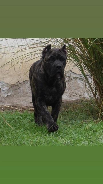 Cane-corso-štenci