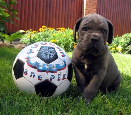 Cane-corso-stenad