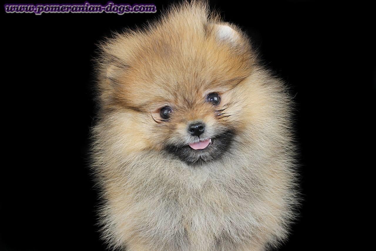 Pomeranac-Boo-stenci-sa-slika