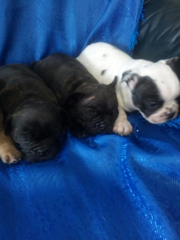 Francuski-buldog-stenad