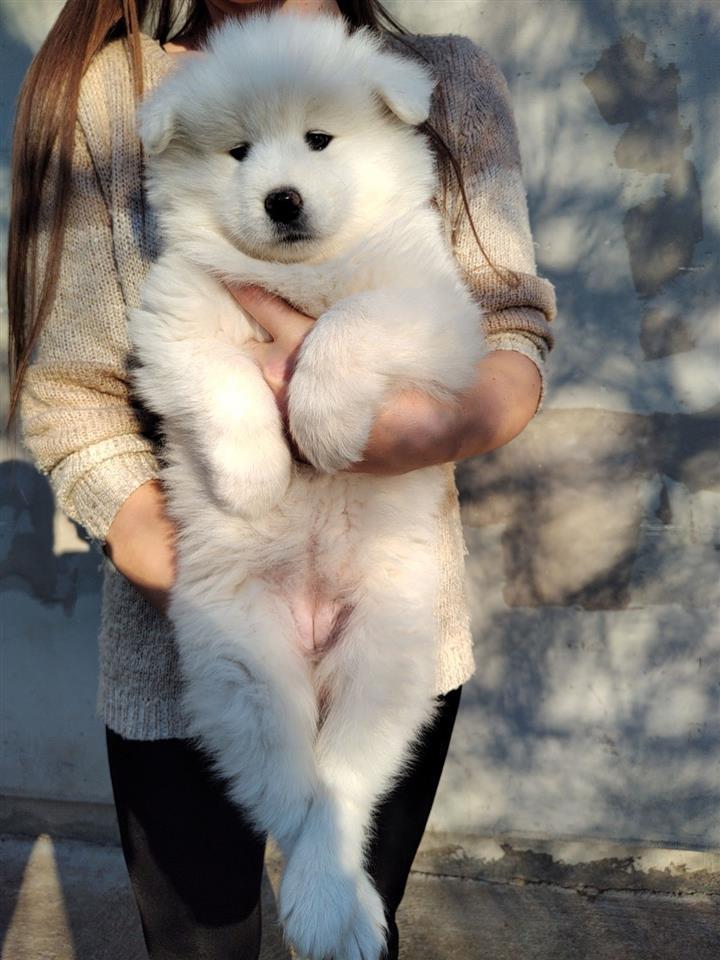 Samojed-stenci