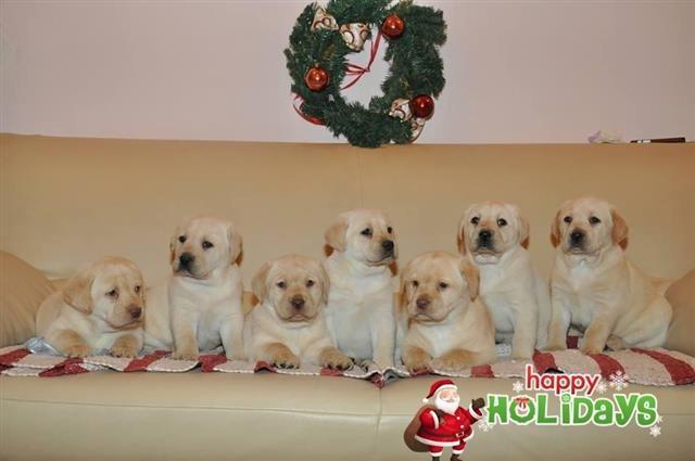 Labrador stenci