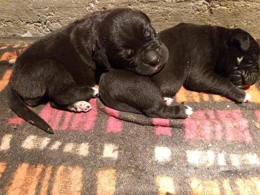 Cane-corso-stenci