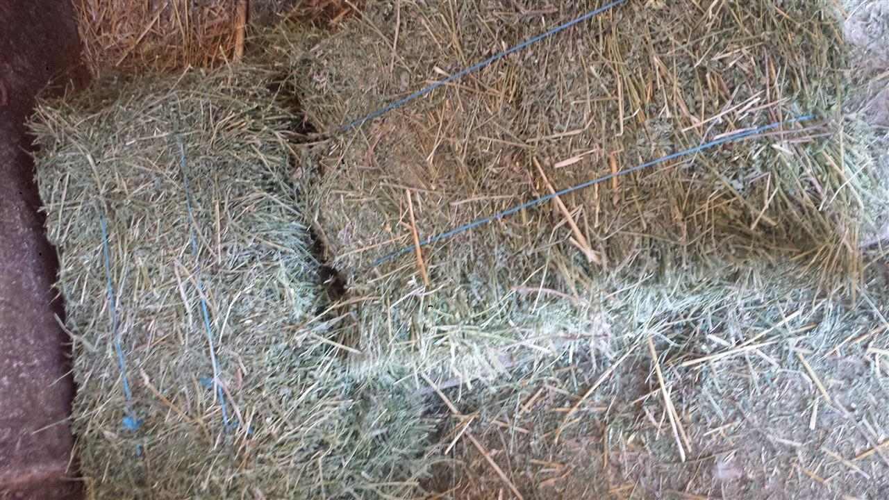 Оdlicnu-detelinu
