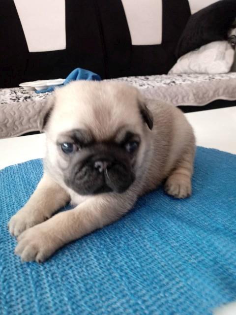 Mops-stenci