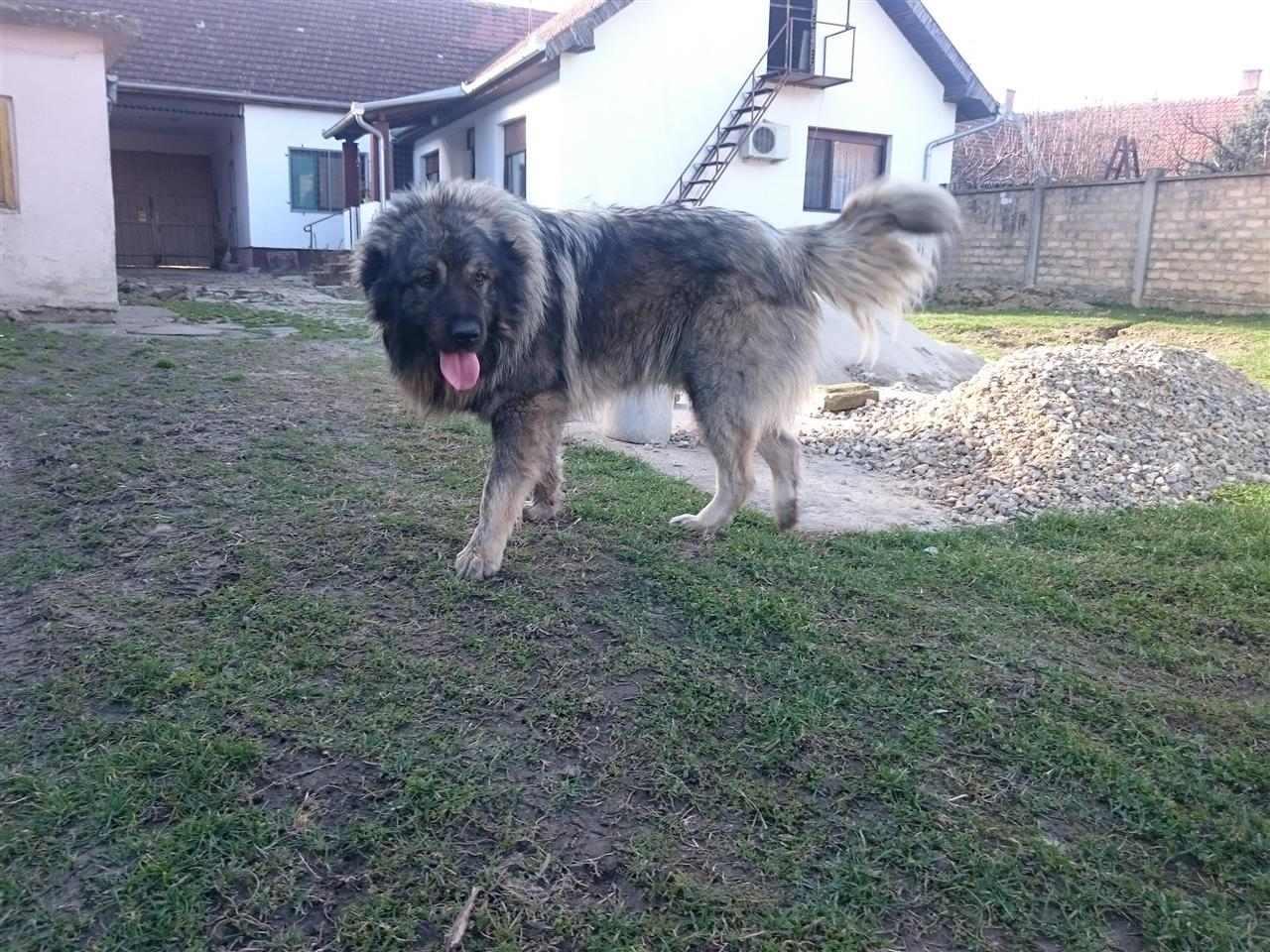 Šarplaninci