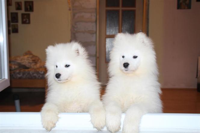 Samojed štenci