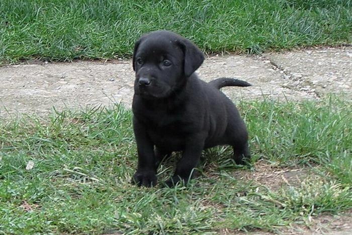 Stenad-labrador-retrivera