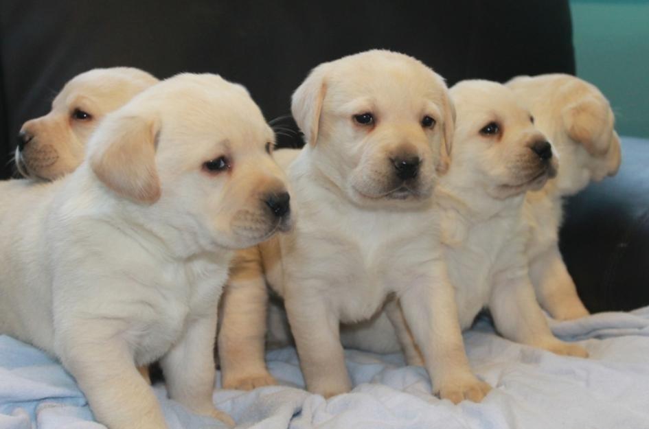 Labrador