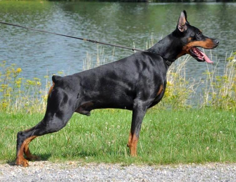 Doberman-stenci