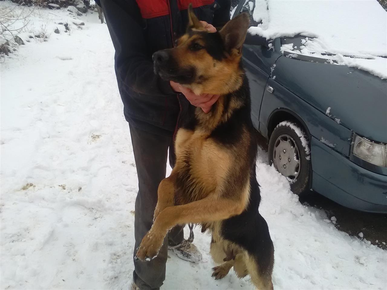 Zenka-nemackog-ovcara-