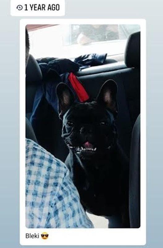 Francuski-buldog-