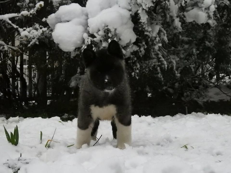 Američka-akita--štenci