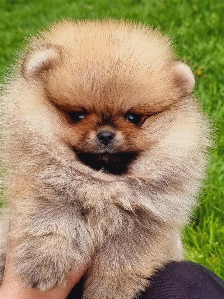 Tea-cup-pomeranac