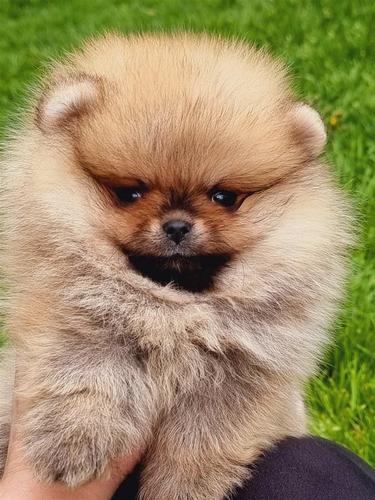 Tea cup pomeranac