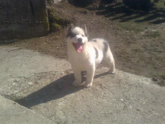 Sibirski Haski