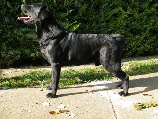 Labrador muzjak za parenje