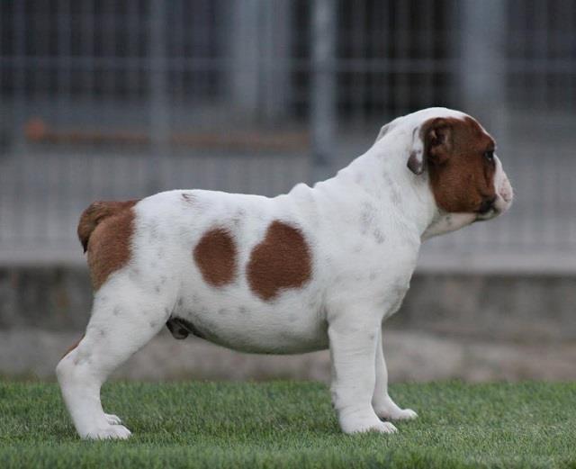 Engleski-Buldog