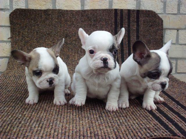 Francuski-buldog-stenad