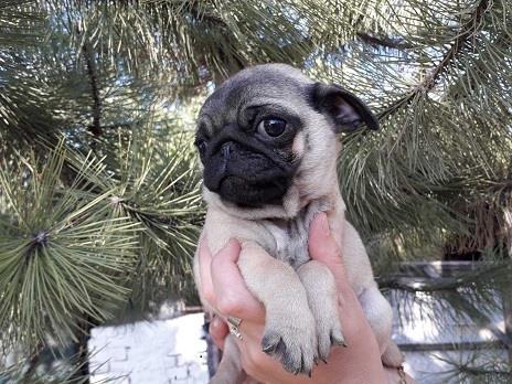 Mops-štenci