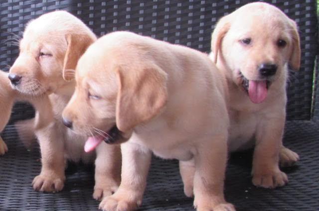 Labrador Retriver, stenci