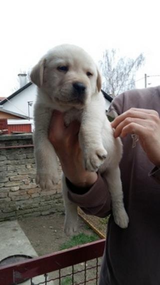 Labrador-retriver-stenci