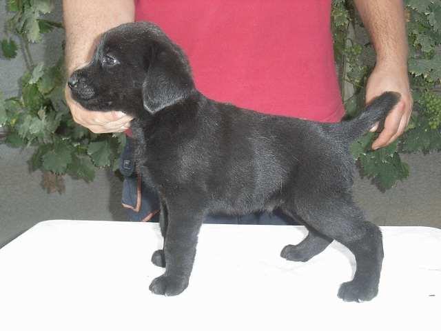 Labrador-retriver-stenad