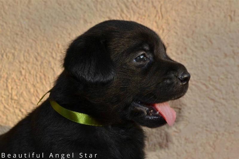 Labrador-Retriver---štenci-