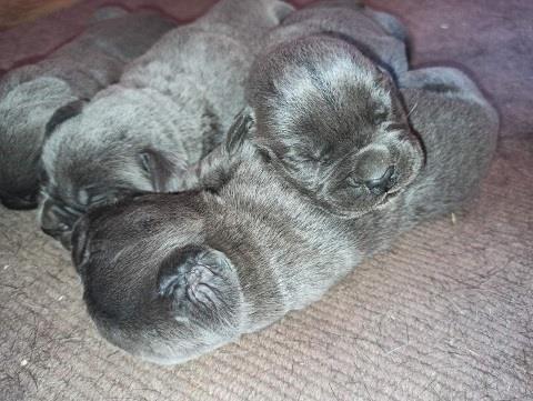 Cane corso štenci