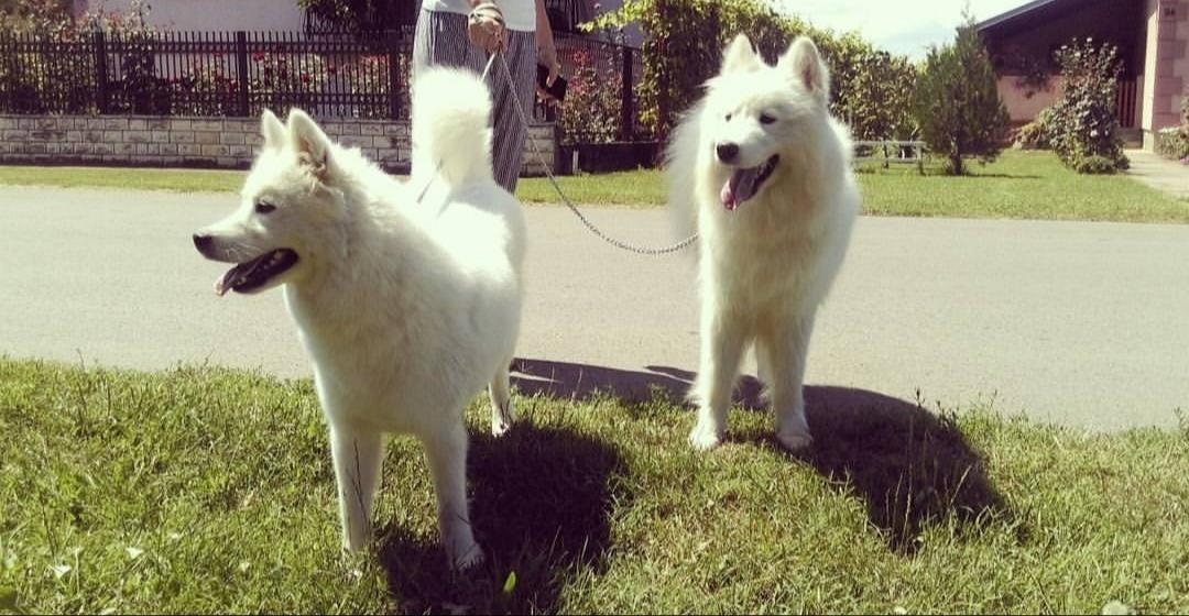 Sibirski-samojed-štenci