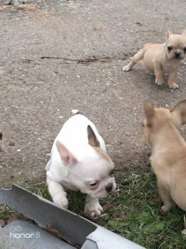 Francuski-buldog--stenad-