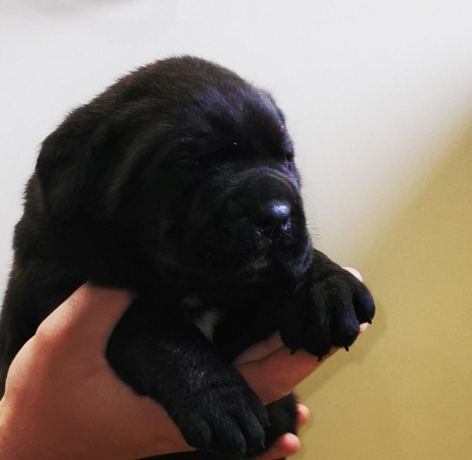 Cane-Corso-Kane-Korso-NOVO-LEGLO