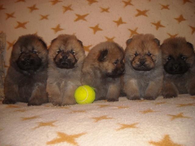 Chow-chow-stenad