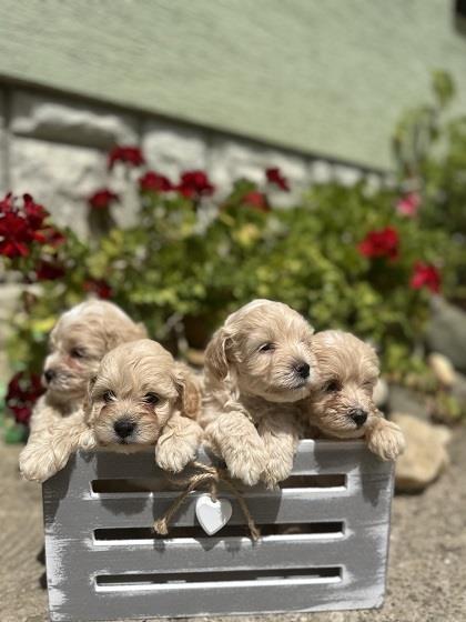 Maltipoo-stenci-