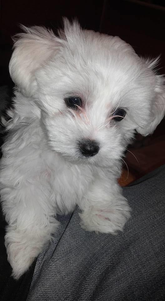 Maltezer
