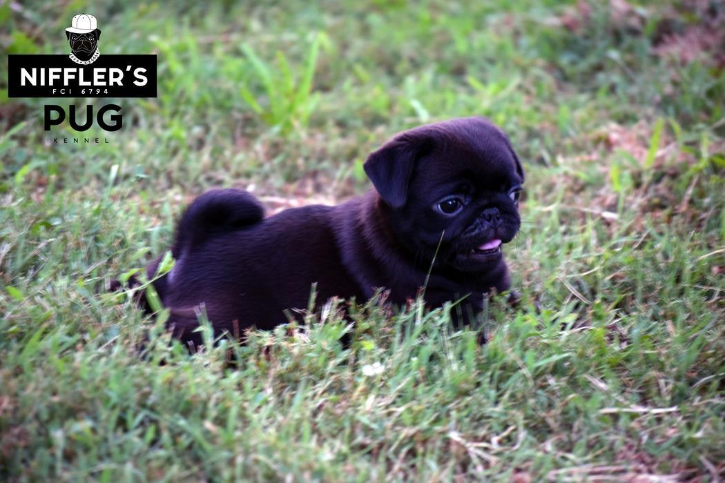 Mops-štenci