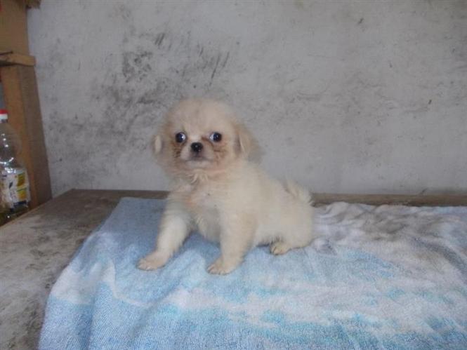 Pekinezeri