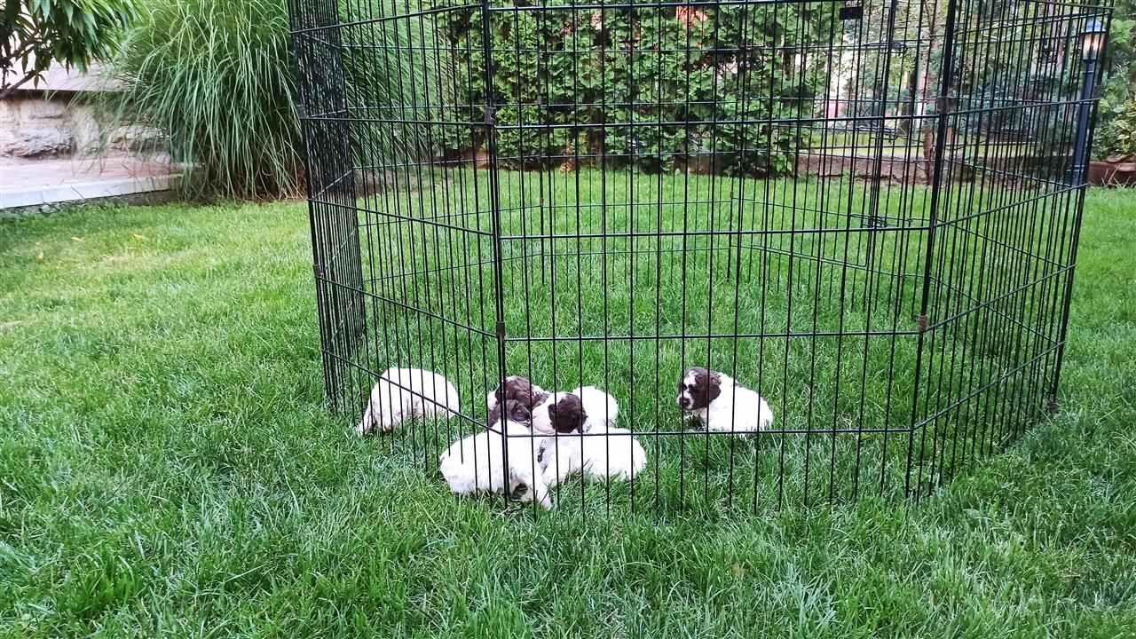 Lagotto-Romagnolo---štenci