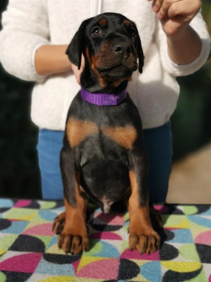 Doberman--štenad