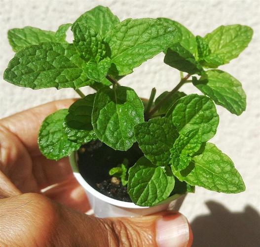Sadnice nane mojito
