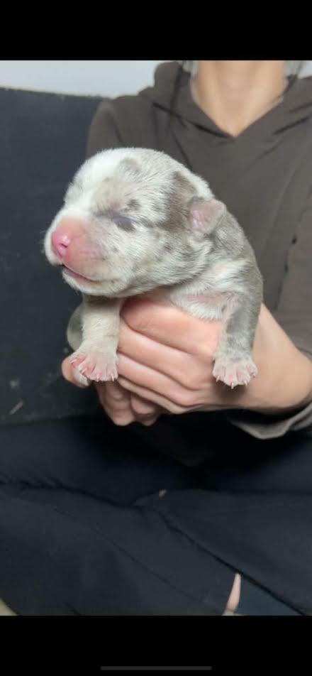 American-bully-pocket
