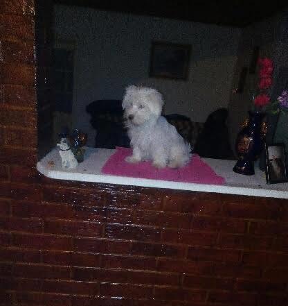 Maltezer-