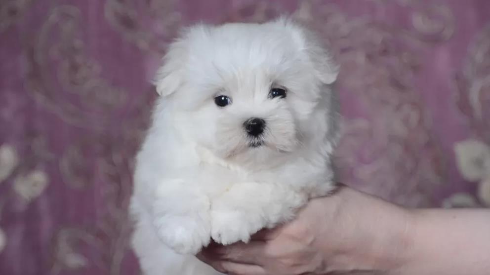 Maltezer-i-coton-de-tulear-stenci-na-prodaju-