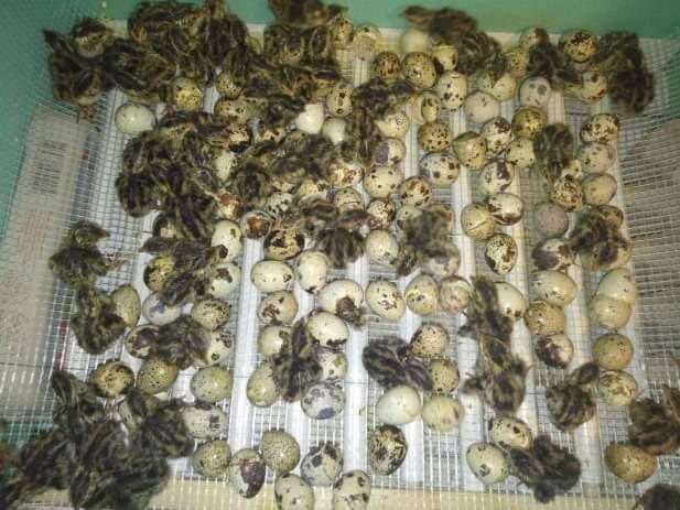 Farma-japanskih-prepelica--ponuda-opis
