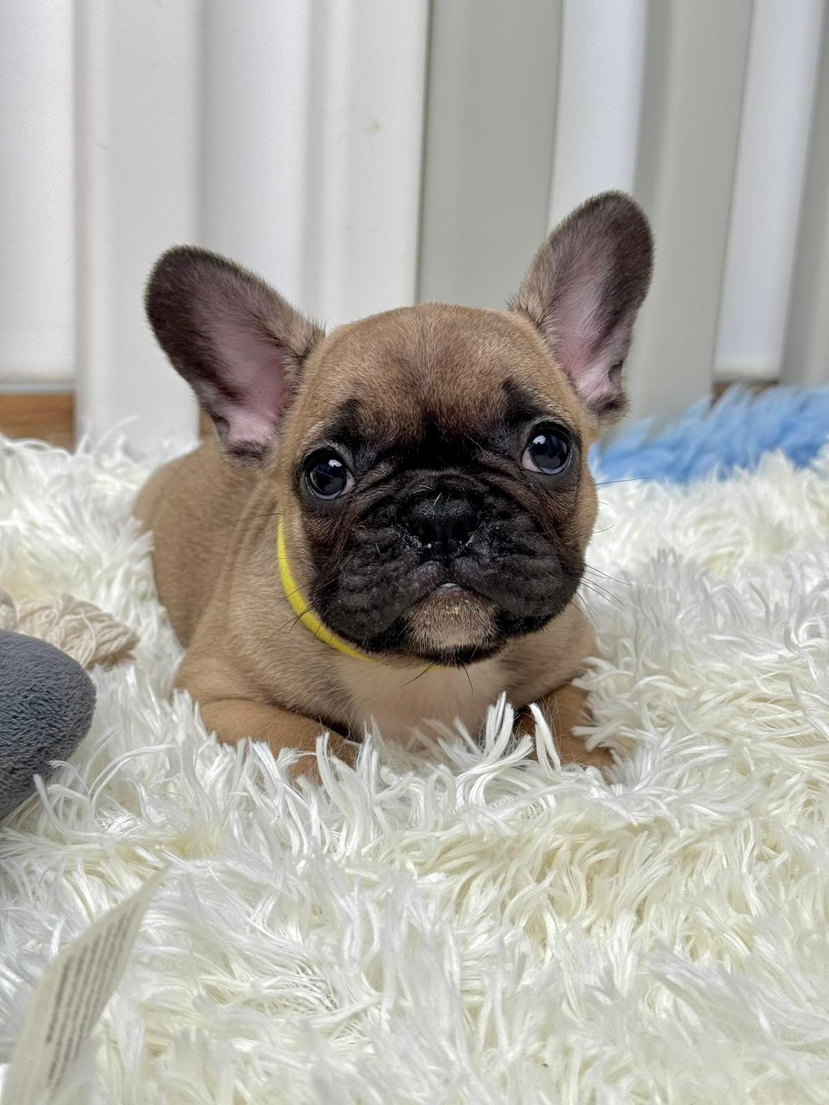 Francuski-Buldog-PRELEPI-štenci